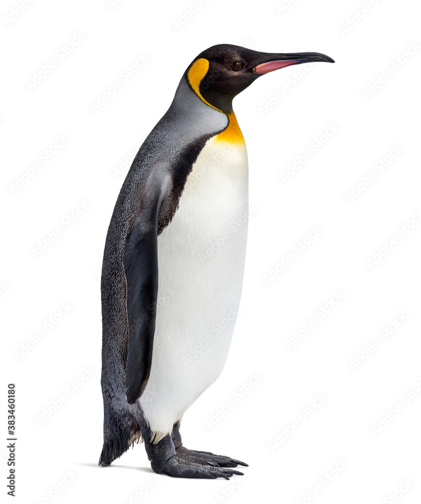Obraz premium King penguin standing in front of a awhite background