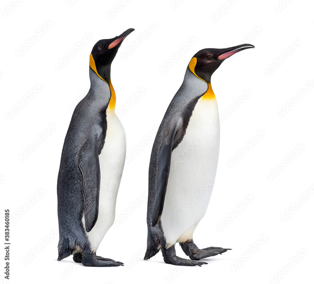 Fototapeta premium Couple of King penguin isolated on white