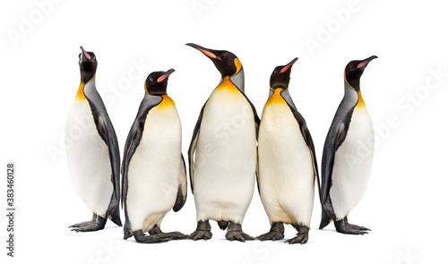 Colony of king penguins together, isolated on white