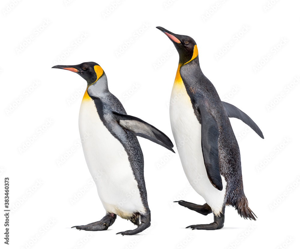Obraz premium Couple of King penguin isolated on white
