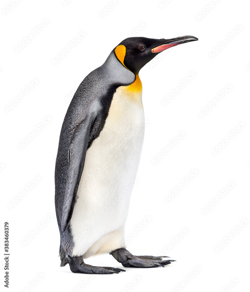 Fototapeta premium Side view of a King penguin walking, isolated on white