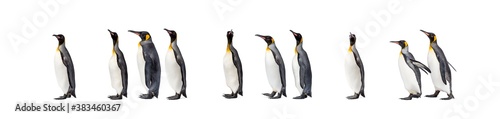 Colony of a King penguin walking together in a row