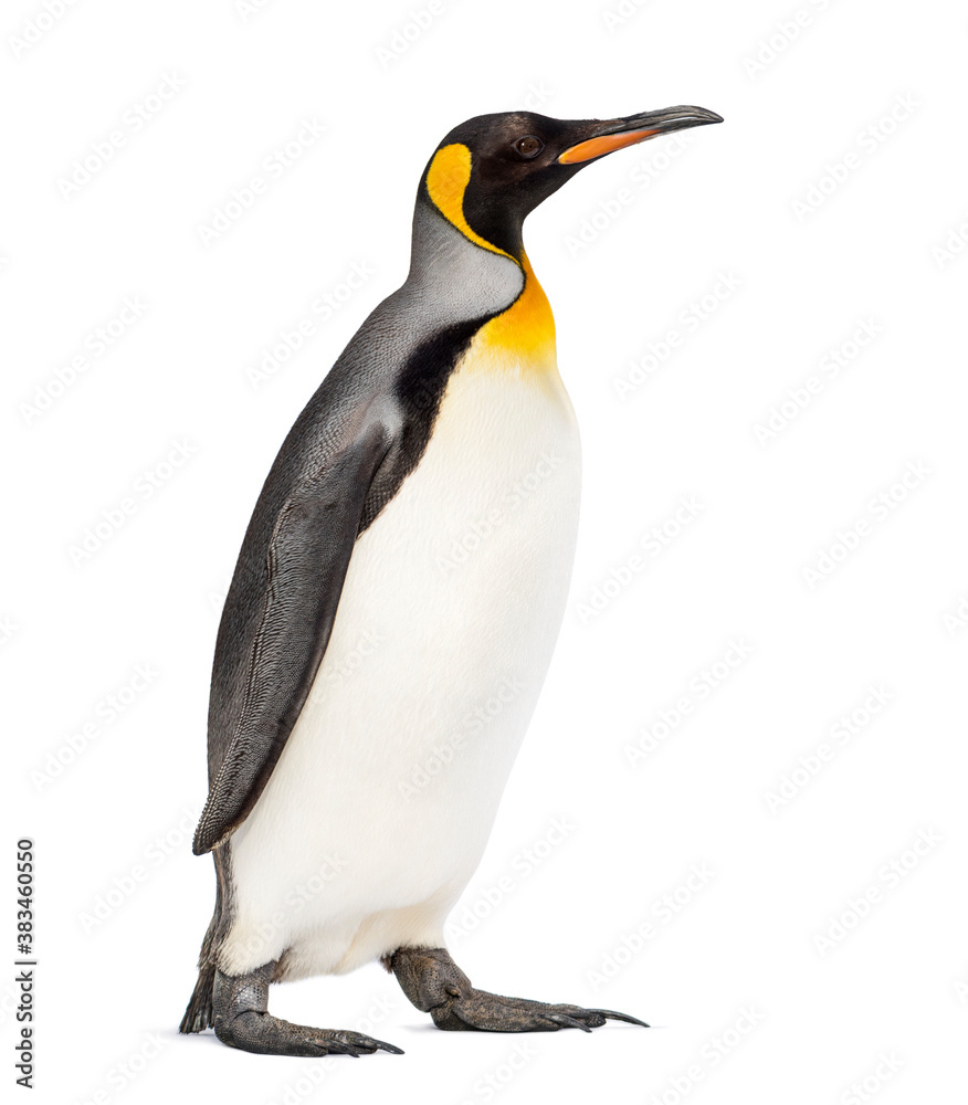 Fototapeta premium Walking King penguin, isolated on white