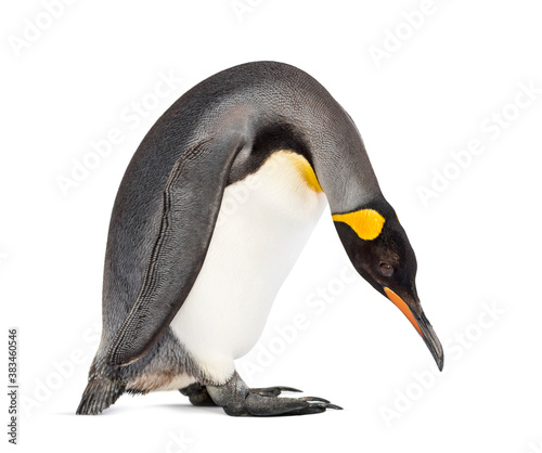 Standing King penguin looking down, isolated