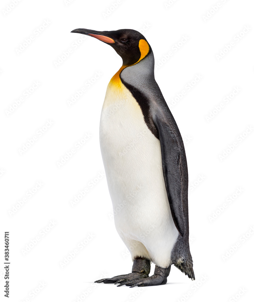 Fototapeta premium King penguin standing in front of a awhite background