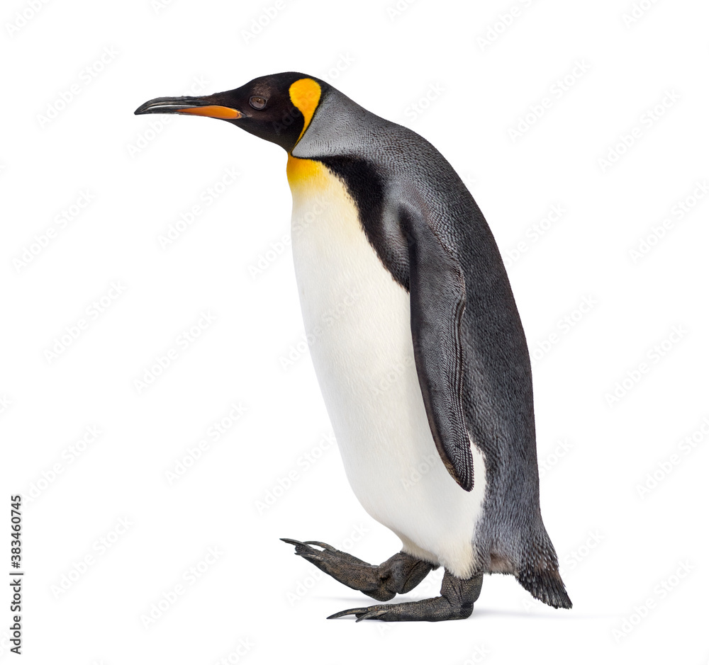 Fototapeta premium Side view of a King penguin walking, isolated on white