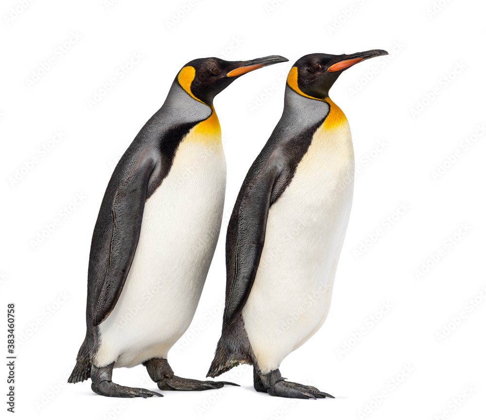Fototapeta premium Couple of King penguin isolated on white