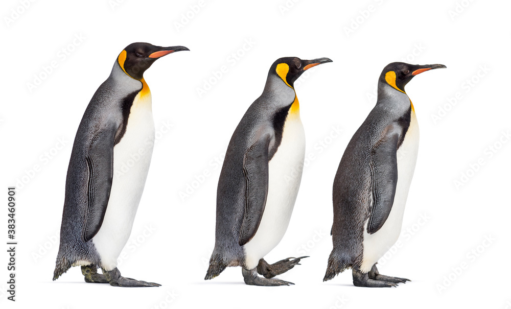 Fototapeta premium Group of King penguin following each other