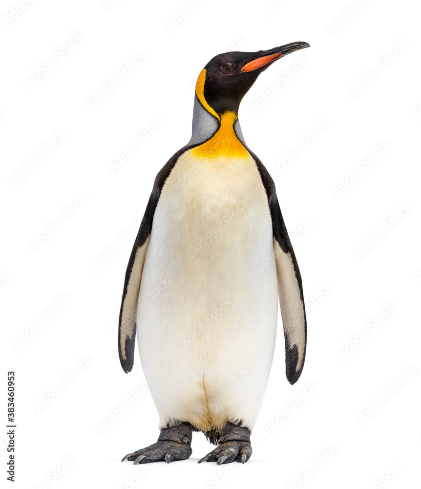 King penguin looking up, isolated on white - obrazy, fototapety, plakaty 
