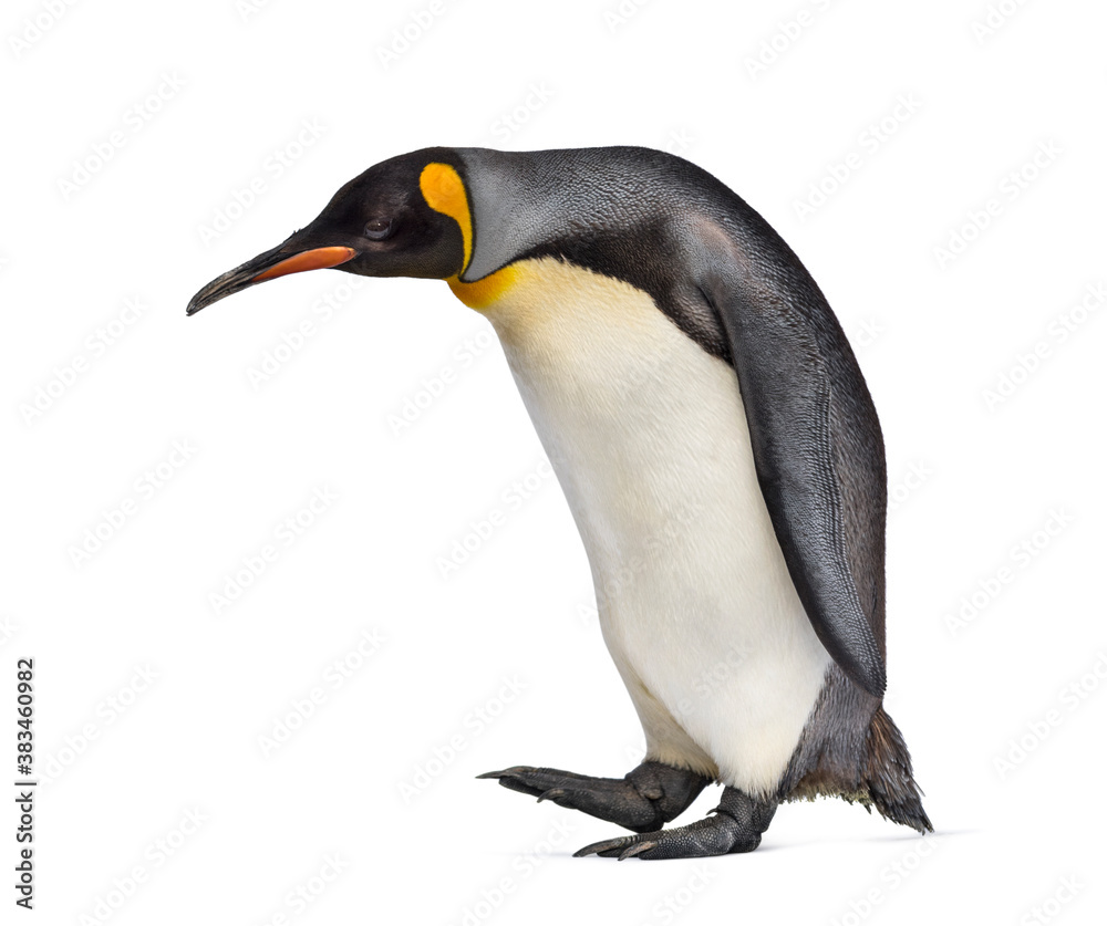Fototapeta premium Side view of a King penguin walking, isolated on white