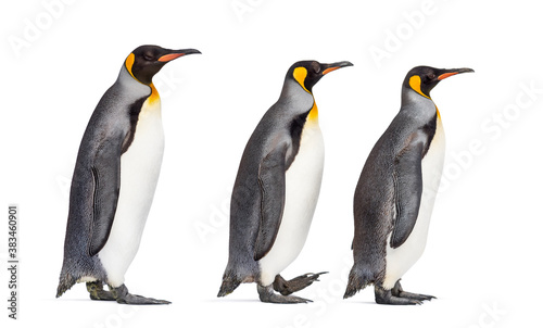 Group of King penguin following each other