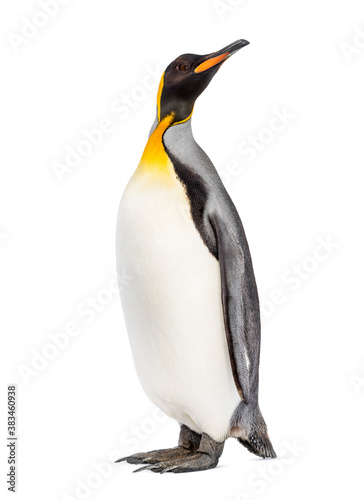 King penguin looking up  isolated on white