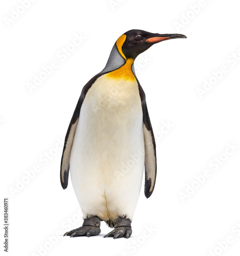 King penguin looking up  isolated on white