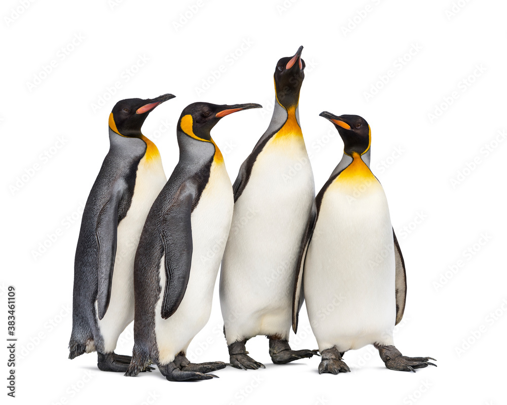 Fototapeta premium Colony of king penguins together, isolated on white