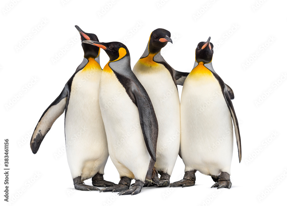 Fototapeta premium Colony of king penguins together, isolated on white