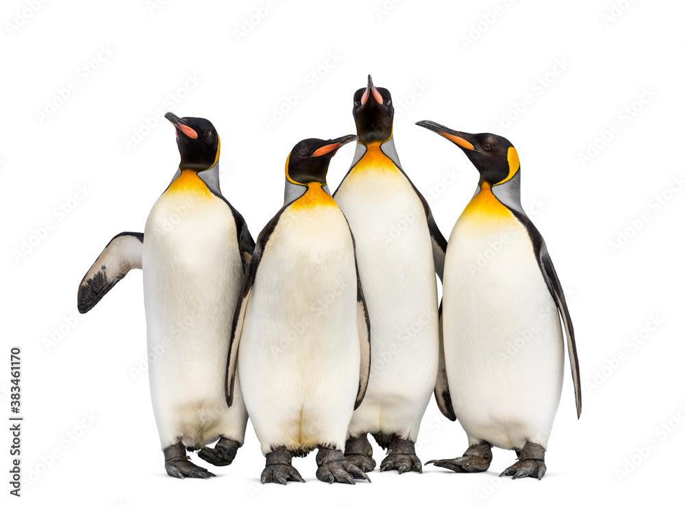 Fototapeta premium Colony of king penguins together, isolated on white