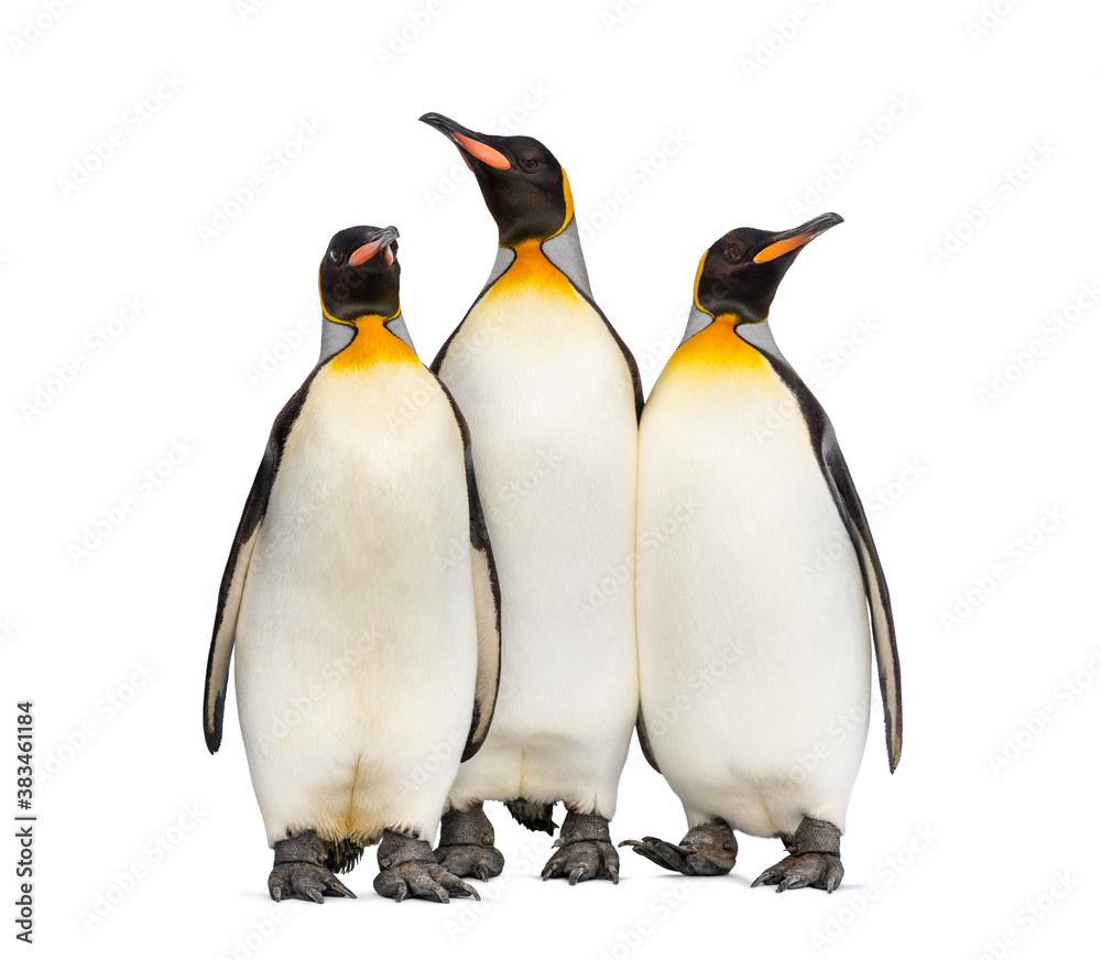 Fototapeta premium Group of King penguin standing together, isolated on white
