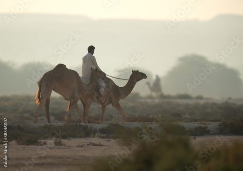 A person riding and travelling with camels in the desert of Bahrain