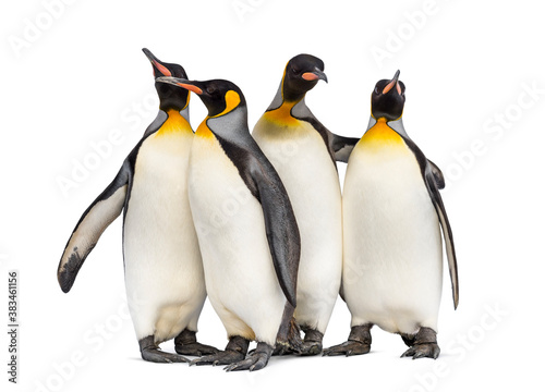 Foto Colony of king penguins together, isolated on white