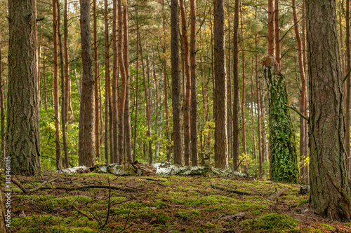A rotten birch in a pine forest. © Iwona Woźniak