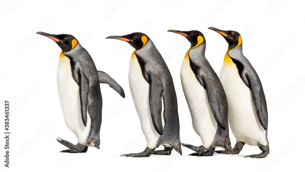 Fototapeta premium Colony of king penguins together, isolated on white
