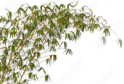 feuilles de bambou 
