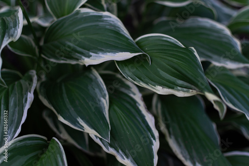 Large patterned white-green leaves of hosta flower. Perennial grows in the garden in summer. Close-up