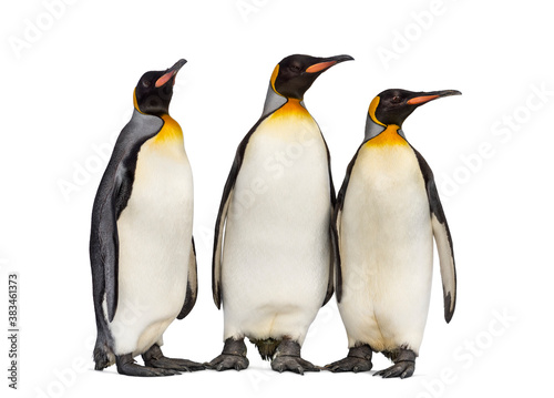 Group of King penguin standing together, isolated on white