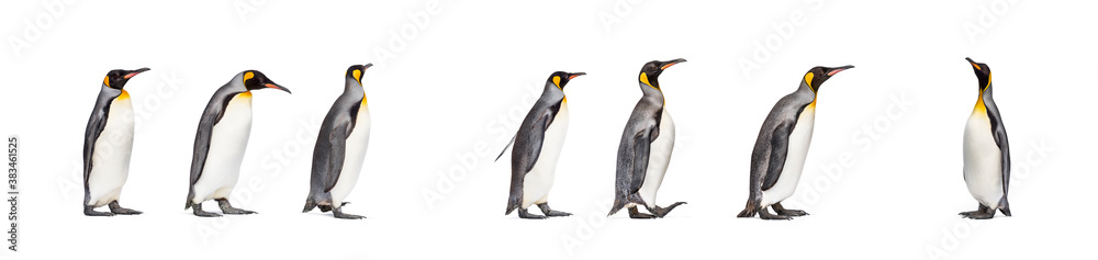 Colony of king penguins together, isolated on white Colony of king penguins together, isolated on white