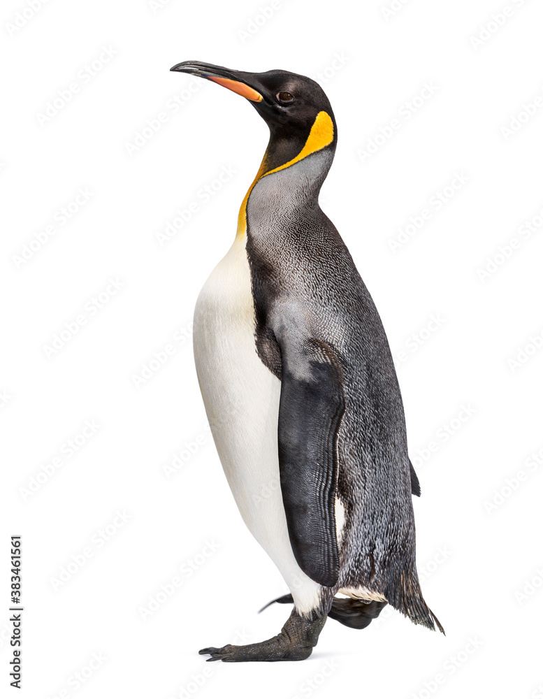 Fototapeta premium Side view of a King penguin running isolated on white
