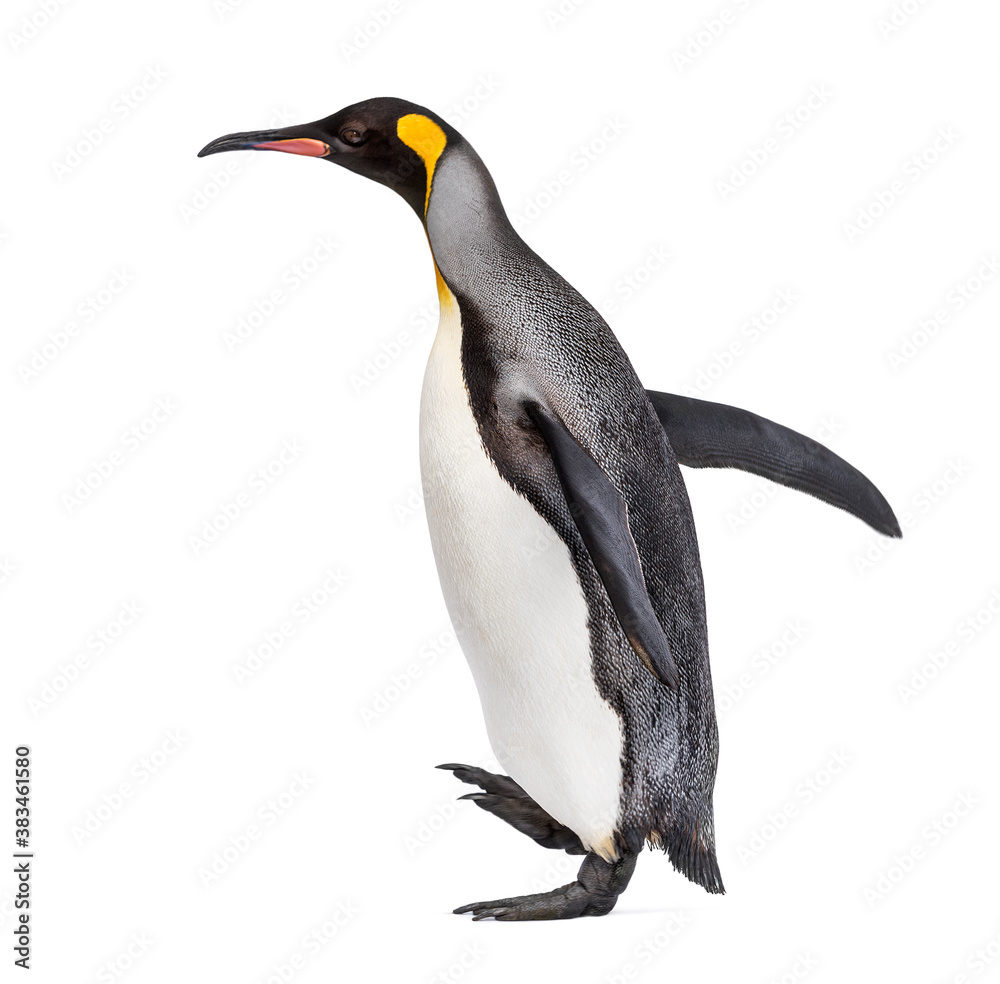 Fototapeta premium Side view of a King penguin walking, isolated on white
