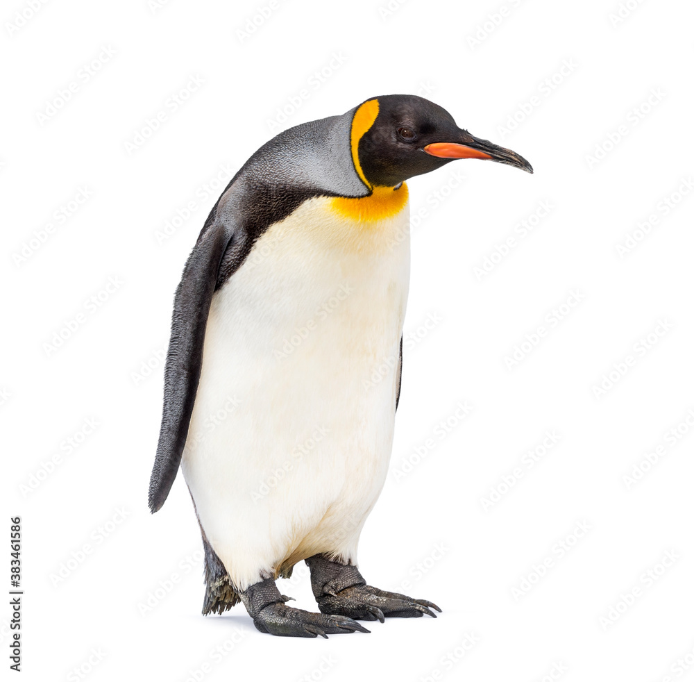 Naklejka premium standing King penguin looking down isolated