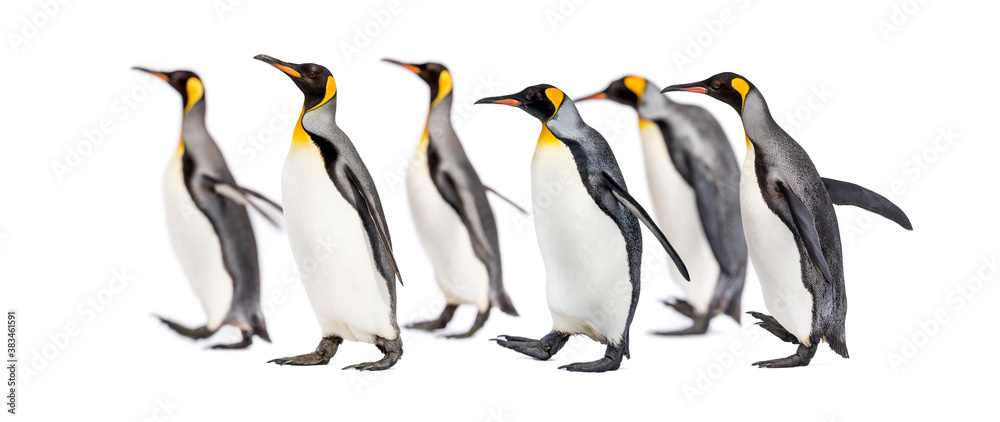 Naklejka premium Colony of king penguins together, isolated on white
