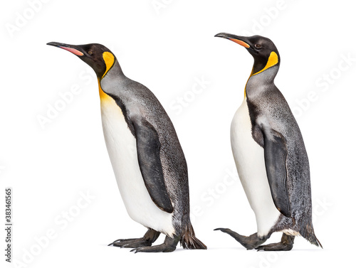 side view of Two King penguin walking together, isolated