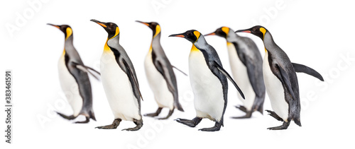 Colony of king penguins together  isolated on white