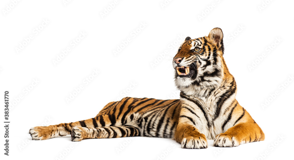 Obraz premium Tiger lying down showing its teeth, isolated on white