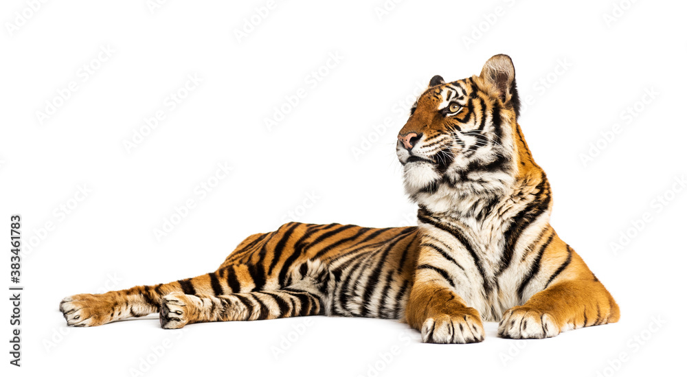 Obraz premium Tiger lying down isolated on white