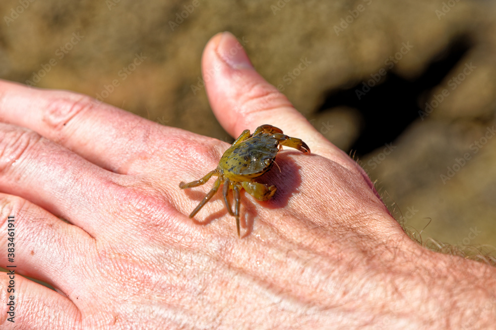 Obraz premium Sea Crab at low tide on the Durham Heritage Coast