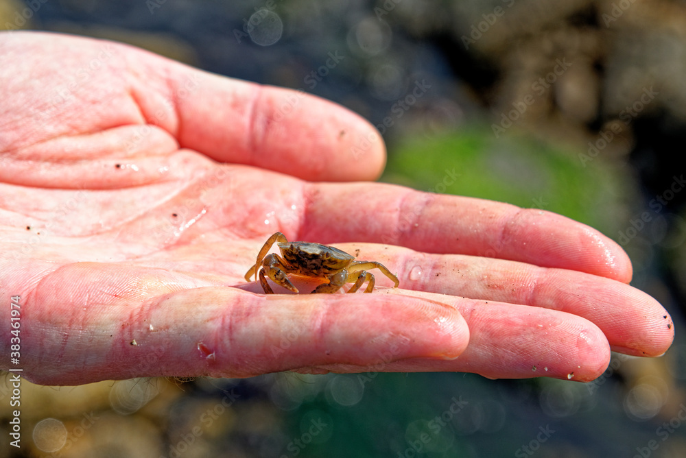 Obraz premium Sea Crab at low tide on the Durham Heritage Coast