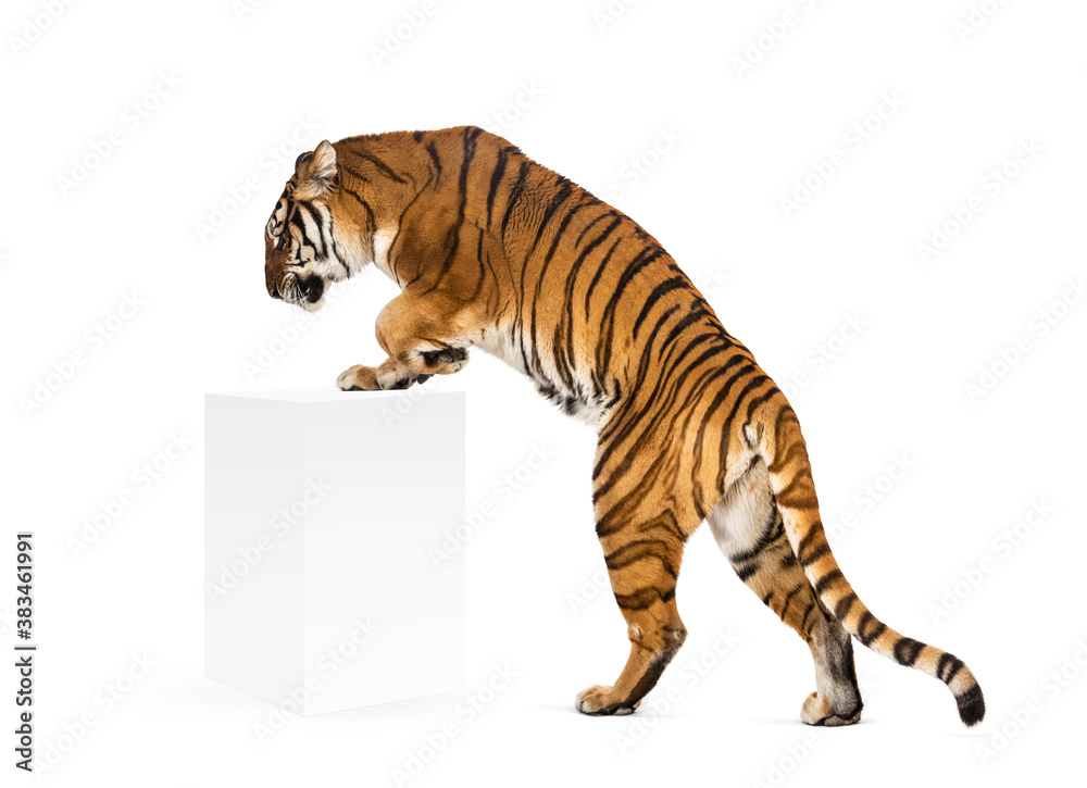 Obraz premium Tiger getting up a white box, isolated on white