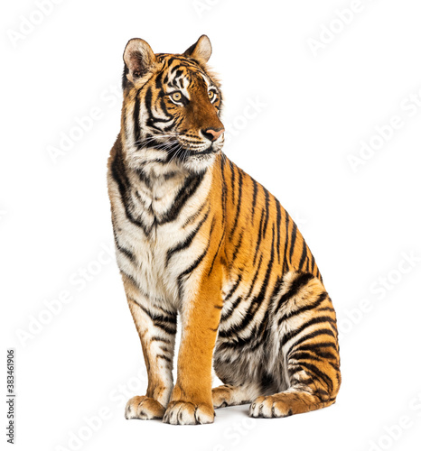Tiger sitting isolated on white