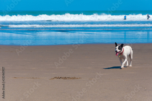 White dog playing at beautiful sandy Karekare Beach with waves crashing the shore at the background