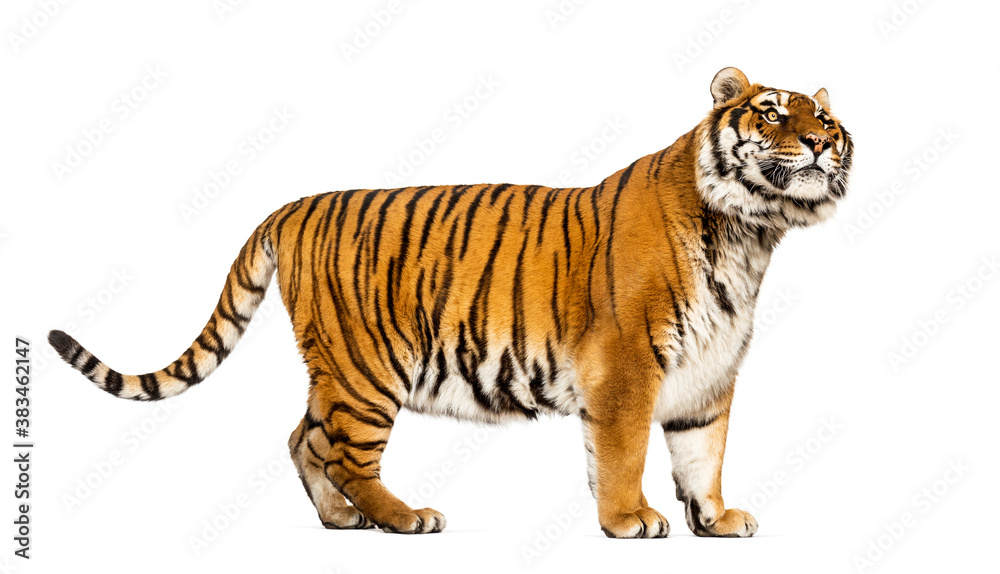 Obraz premium Side view, profile of a Tiger standing and looking away, isolated on white