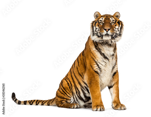 Tiger sitting looking at the camera, isolated on white © Eric Isselée