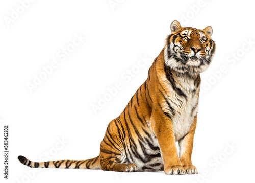 Tiger sitting  isolated on white