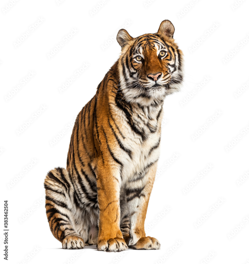 Obraz premium Tiger sitting, isolated on white