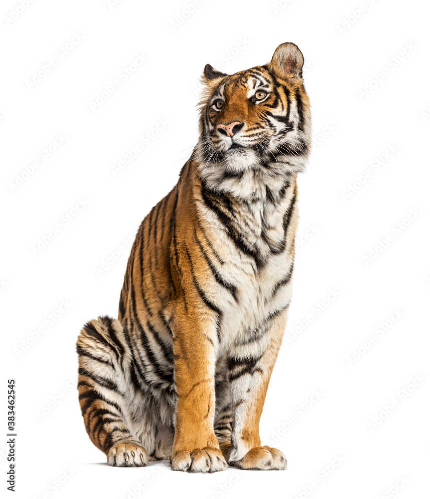 Tiger sitting, isolated on white Tiger sitting, isolated on white
