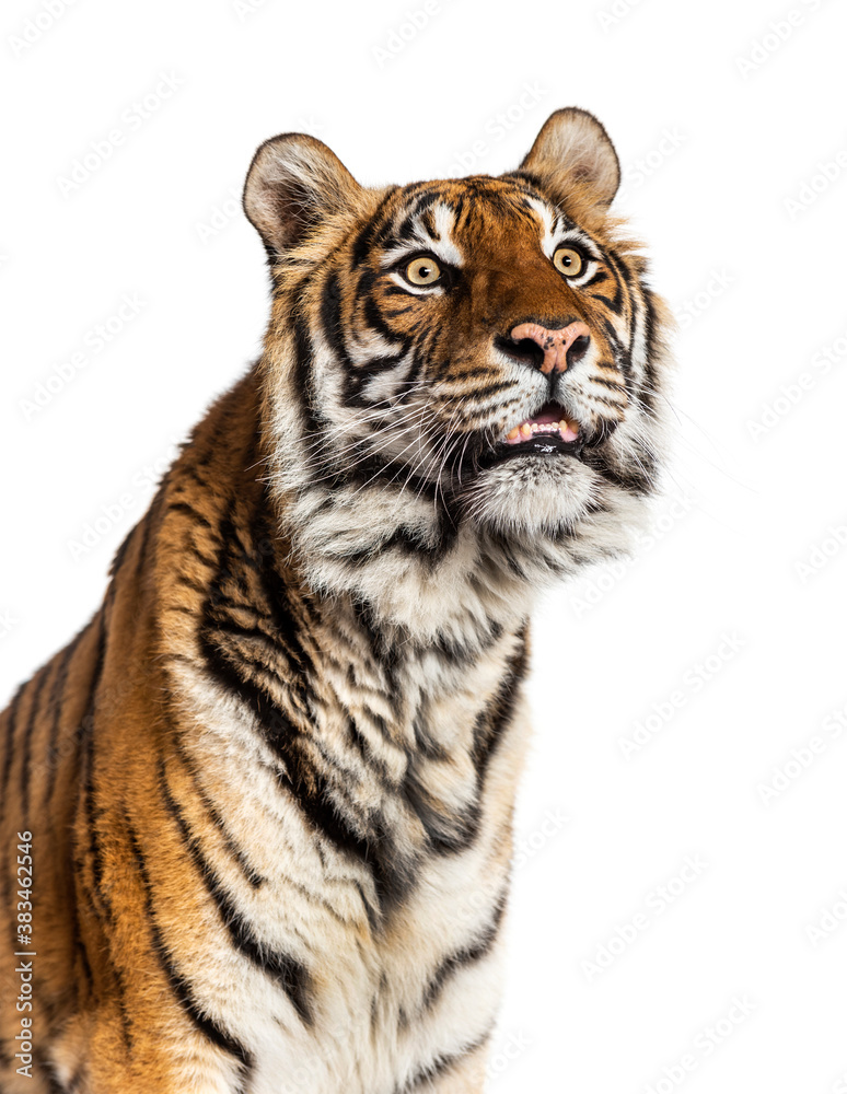 Close-up on a Tiger's head, isolated on white Close-up on a Tiger's head, isolated on white