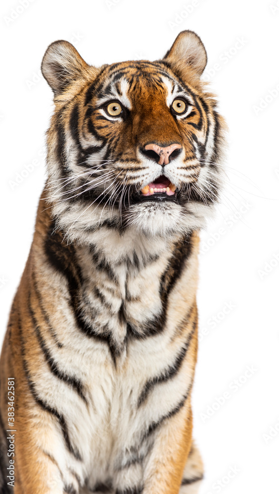 Fototapeta premium Close-up on a Tiger's head, isolated on white