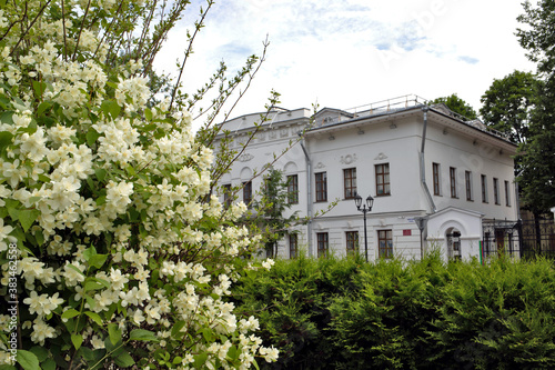 A delicate flower of Philadelphus. Yaroslavl. Beautiful summer day.